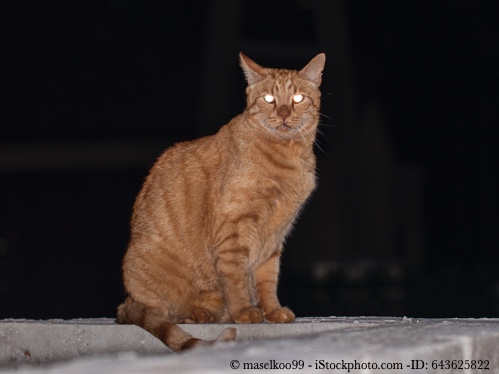 Bild von Sehen Katzen im Dunkeln? – Tierische Sehvorteile